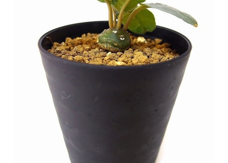 Dorstenia foetida ドルステニア  超ダルマ型 フォエチダ  実生苗