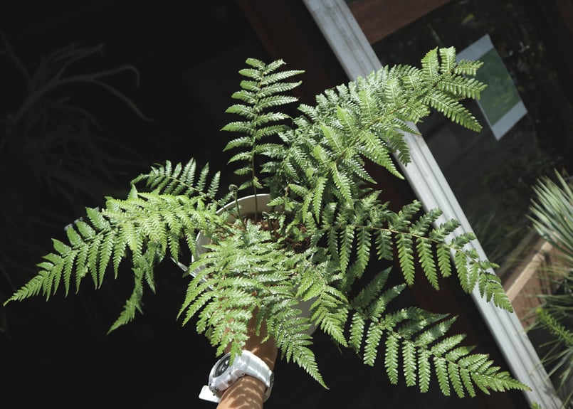 ディクソニア アンタルクティカ | mana's green:塊根植物販売 ディクソニア アンタルクティカ | mana's green:塊根植物販売