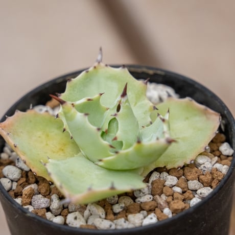 イシスメンシス | STORES