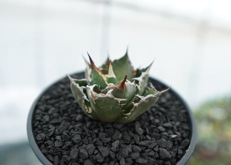 アガベ　チタノタ　FO-76　agave titanota  FO-76　No.12