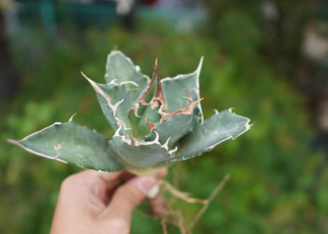 Agave titanota 白鯨 C NO.2