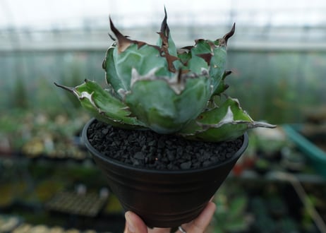 アガベ　チタノタ　 ブラックアンドブルー 　Agave titanota black and blue　No.1