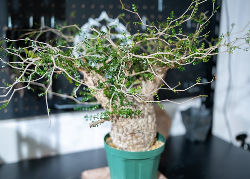 オペルクリカリア　パキプス　塊根植物セット オペルクリカリア パキプス 塊根植物セット GOODDAYSオンライン