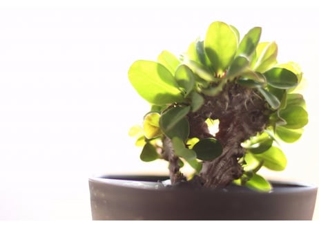 花キリン　綴化