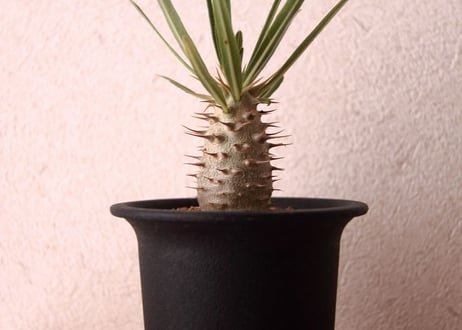 パキポディウム　ロスラーツム　Pachypodium rosulatum