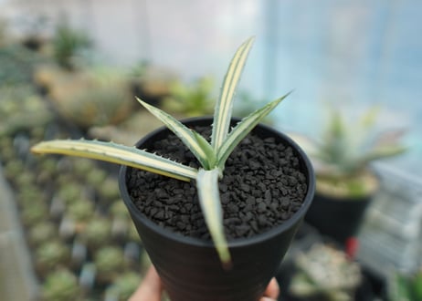 アガベ　マクロアカンサ錦　Agave macroacantha variegata NO.1