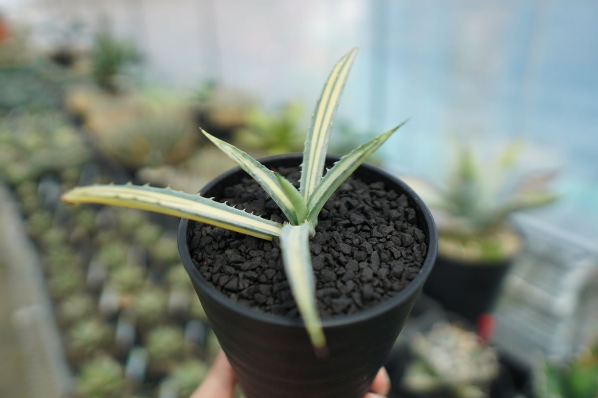 アガベ マクロアカンサ ゴールデンフィンガー 'Golden finger