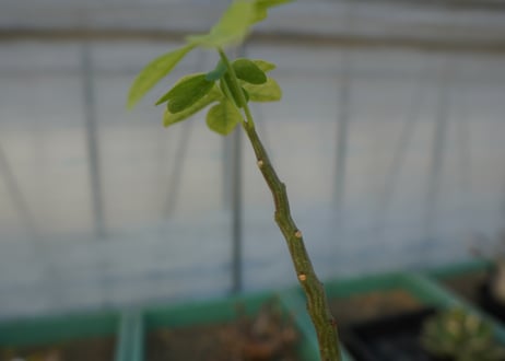アデニア　グラウカ　Adenia glauca