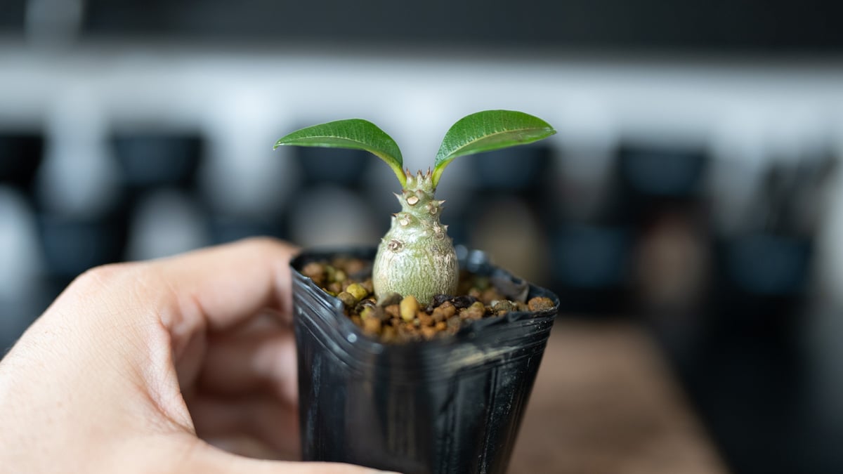 パキポディウム ウィンゾリー 沖縄実生 | mana's farm:塊根植物