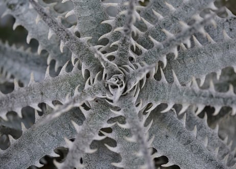 Dyckia mountain of needles