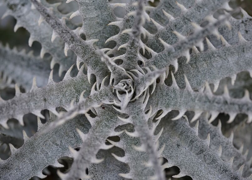 Dyckia mountain of needles | mana's farm:塊根植物・ア