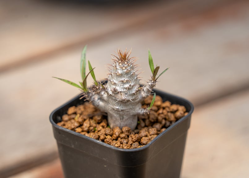 パキポディウム グラキリス ファシクラータ プルプシー 実生 他 パキポディウム グラキリス 沖縄実生 | mana's farm:塊根植物