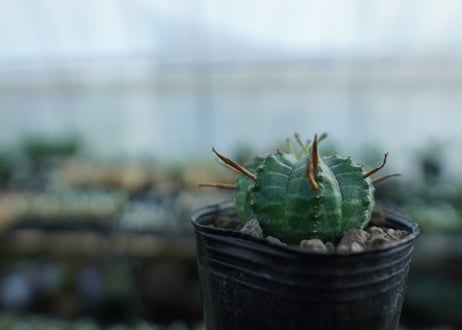 ユーフォルビア　バリダ　Euphorbia valida　No.2