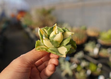 agave 王妃雷神黄中斑 NO.4