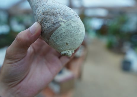 【抜き苗】パキポディウム　グラキリス　 Pachypodium Gracilius  No.8