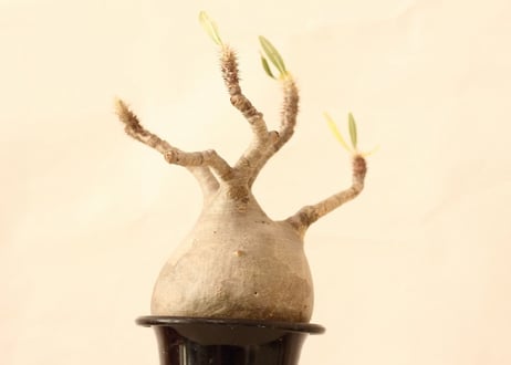Pachypodium Gracilius パキポディウム  グラキリス  №９