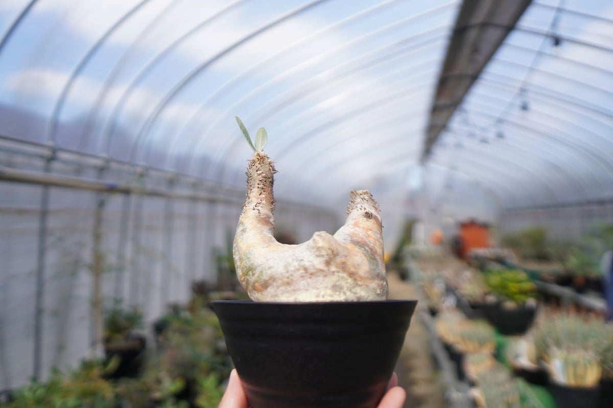 パキポディウム エブレネウム Pachypodium eburneum ③ パキポディウム エブレネウム / Pachypodium eburneum no.507