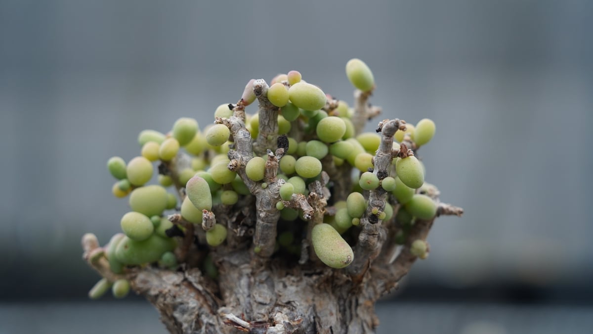 ケラリア ピグマエア | mana's farm:塊根植物・アガベ・ドライガーデン