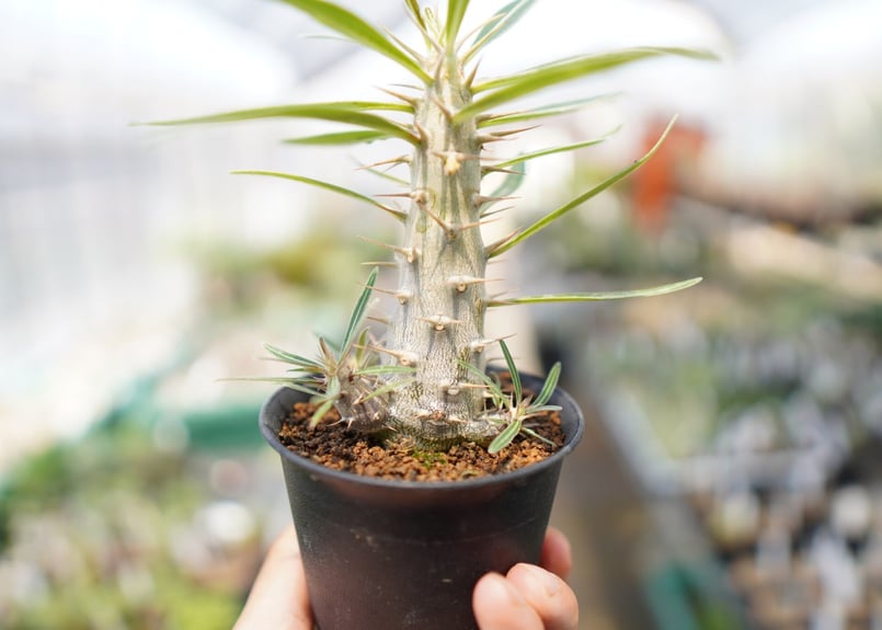 パキポディウム ホロンベンセ | mana's farm:塊根植物・アガベ・ドライ