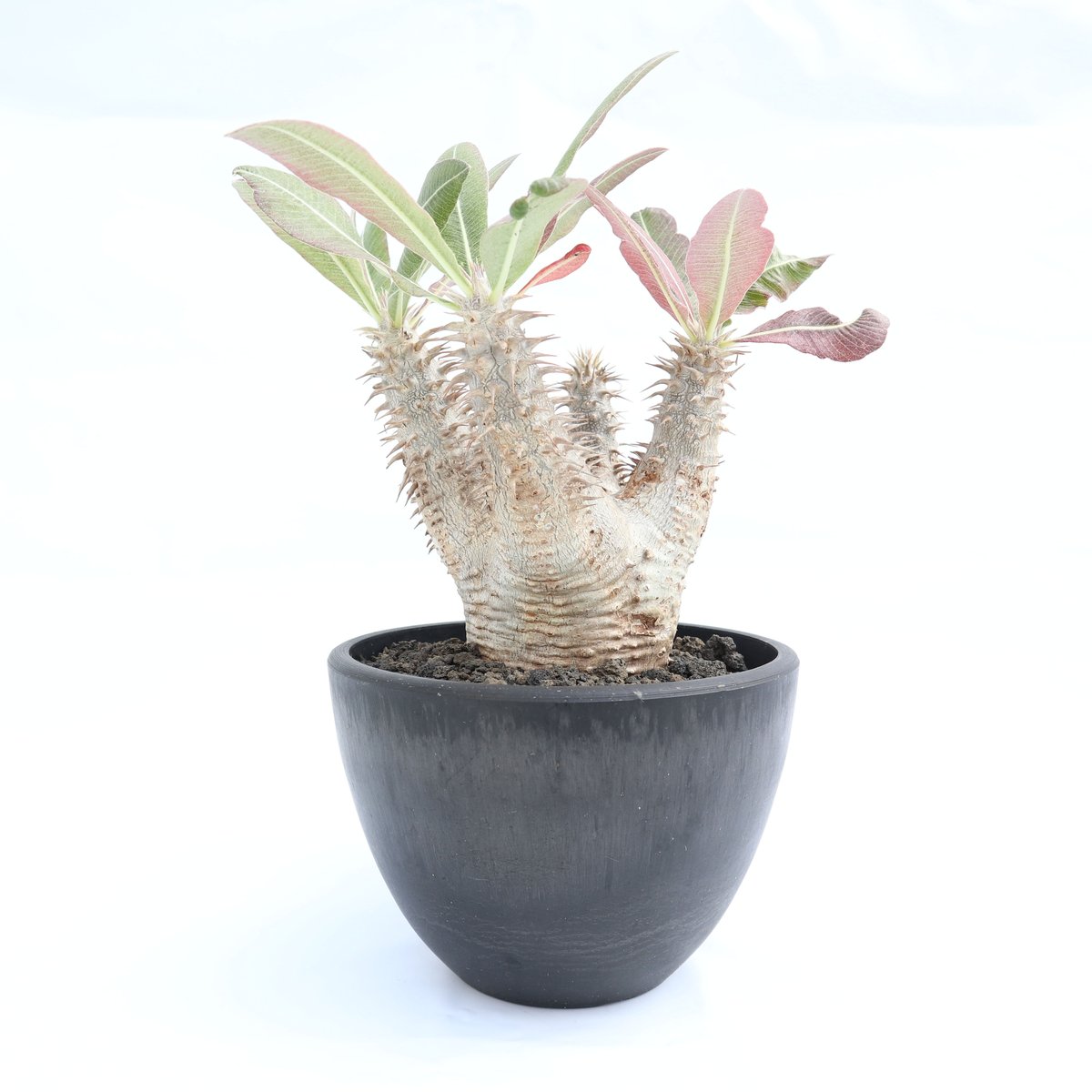 パキポディウム ホロンベンセ | mana's green:塊根植物販売|マナ パキポディウム ホロンベンセ | mana's green:塊根植物販売|マナ