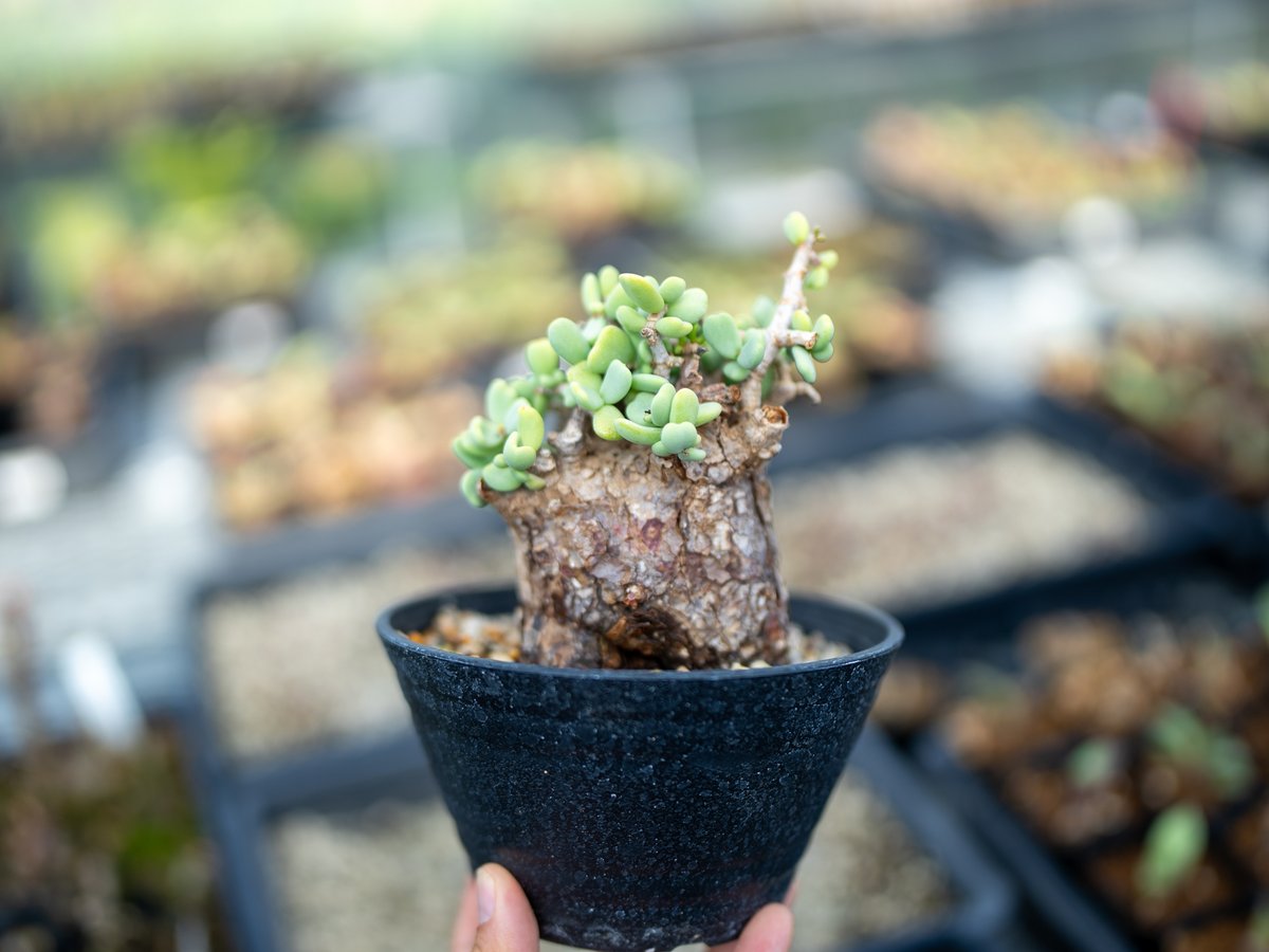 【枝振り良好　現地株】ケラリアピグマ 枝振り良好 現地株】ケラリアピグマ 【公式通販】