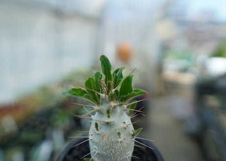 パキポディウム　サンデルシー　Pachypodeium saundersii  No.8