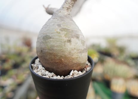 パキポディウム　グラキリス　 Pachypodium Gracilius