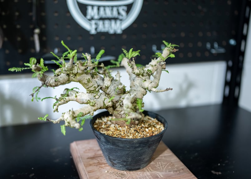 ボスウェリアネグレクタ盆栽発根済み現地球手乗り