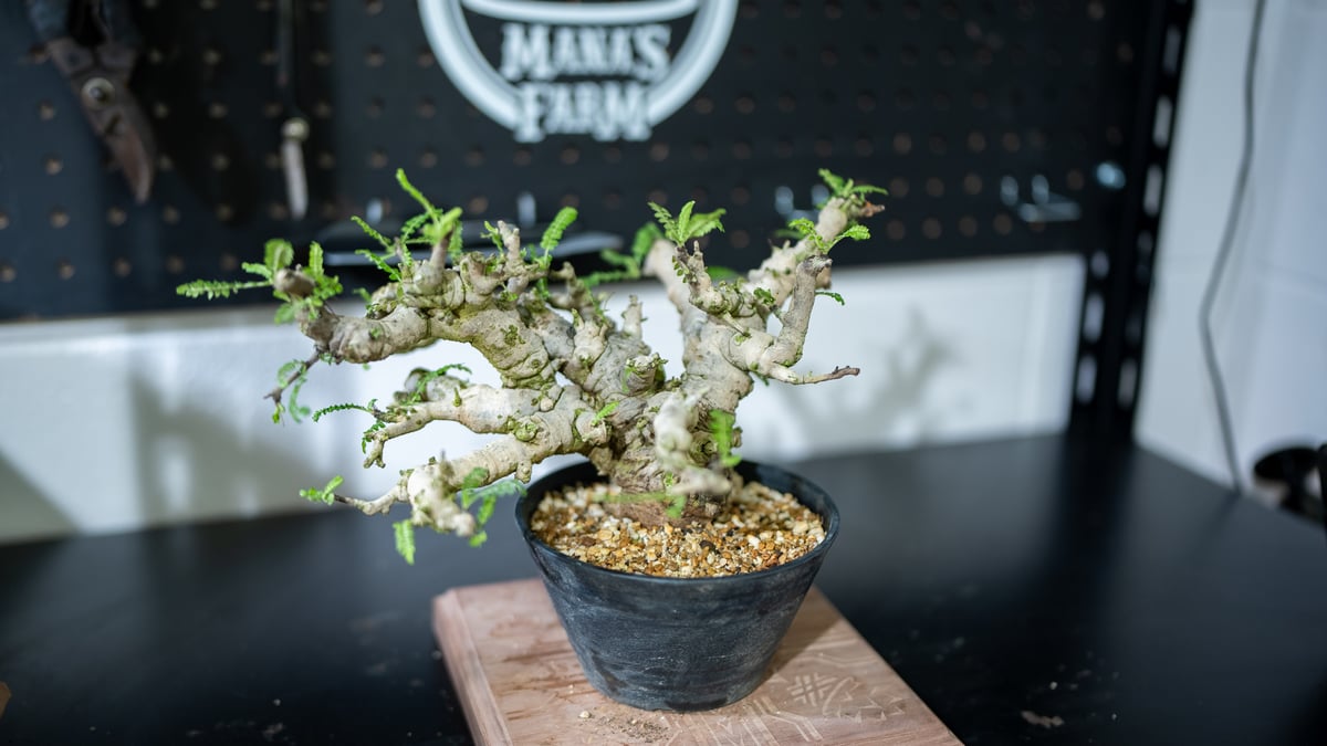 ボスウェリア ネグレクタ 特選株 | mana's farm:塊根植物