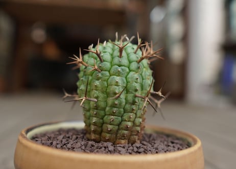 ユーフォルビア　群星冠　Euphorbia stellispina