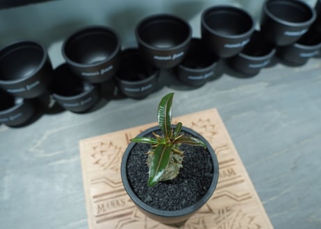 パキポディウム バロニー　沖縄実生株