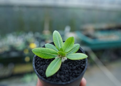 パキポディウム　恵比寿笑い　Pachypodium brevicaule　No.1