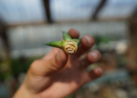 アガベ　サングロー　Agave  Sun Glow No.1