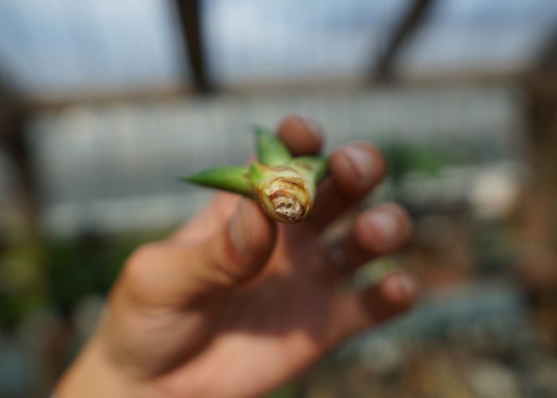 アガベ サングロー Agave Sun Glow No.1 | mana's farm:塊根