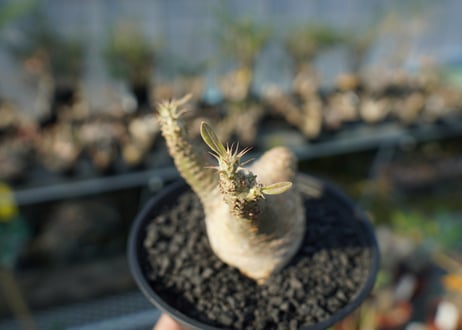 パキポディウム マカイエンセ　Pachypodium makayense　No.6
