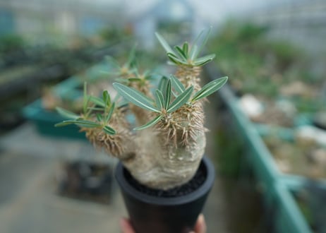 パキポディウム　デンシフローラム Pachypodium densiflorum   No.2