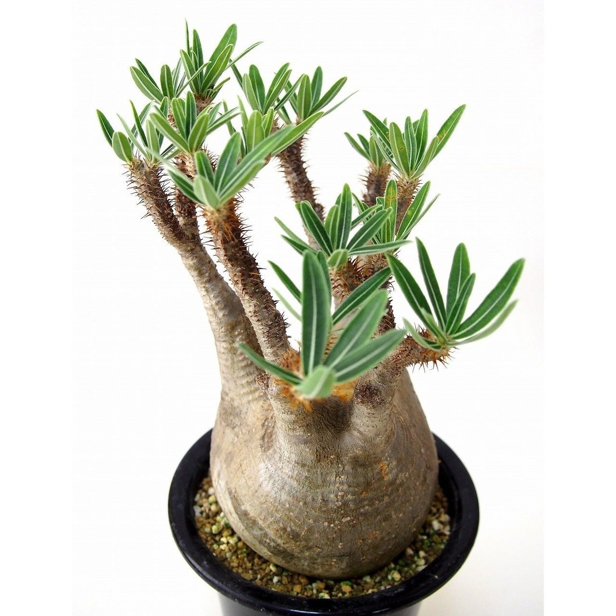 パキポディウム グラキリス Pachypodium gracilius ④ パキポディウム グラキリス Pachypodium Gracilius №4 | mana'