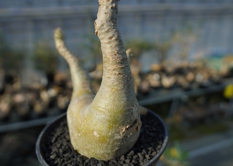 パキポディウム マカイエンセ　Pachypodium makayense　No.5