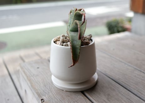 アロエ　スプラフォリアータ　Aloe suprafoliata