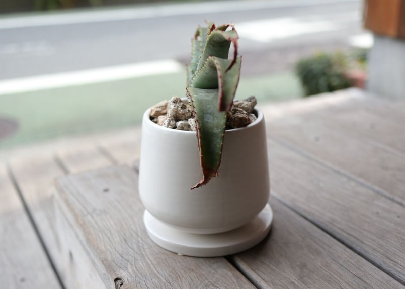 アロエ スプラフォリアータ Aloe suprafoliata | mana's farm:塊