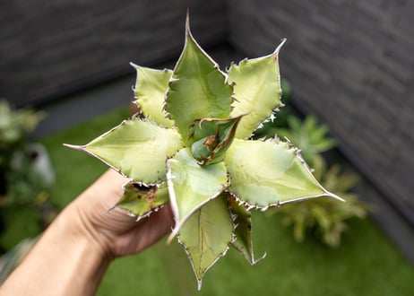 Agave Sowing seeds NO.7