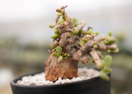 Ceraria pygmaea ケラリア ピグマエア　B NO.10