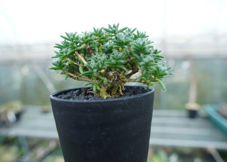 トリコディアデマ ステラツム　Trichodiadema stellatum  No.1