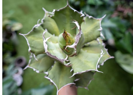 Agave titanota Xuefeng 雪峰　レア品種