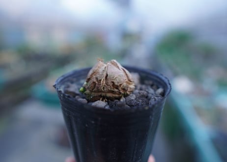 亀甲竜　Dioscorea elephantipes　No.8