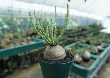 ユーフォルビア デシドゥア　Euphorbia decidua