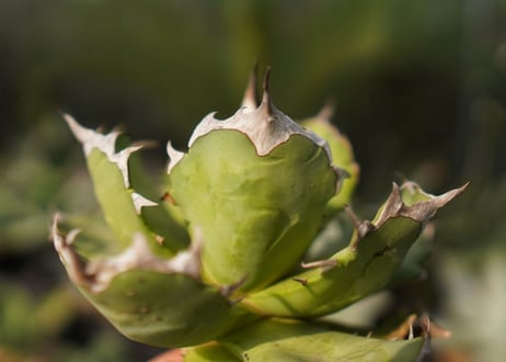 agave　姫厳竜　№11