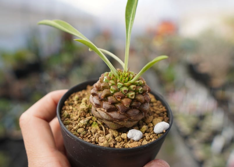 ユーフォルビア 鉄甲丸 NO.1 | mana's farm:塊根植物・アガベ・ドライ