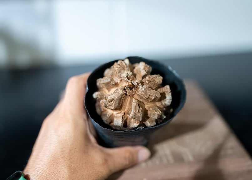 長谷川園芸 亀甲竜 | mana's farm:塊根植物・アガベ・ドライガーデン