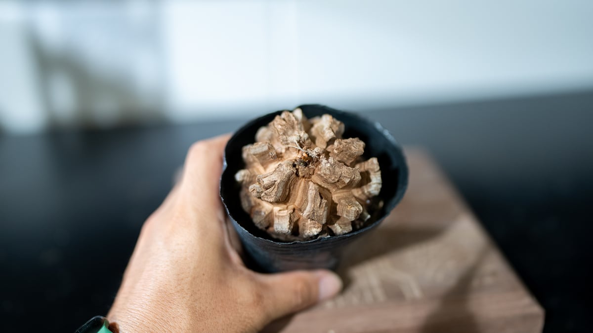 長谷川園芸 亀甲竜 | mana's farm:塊根植物・アガベ・ドライガーデン